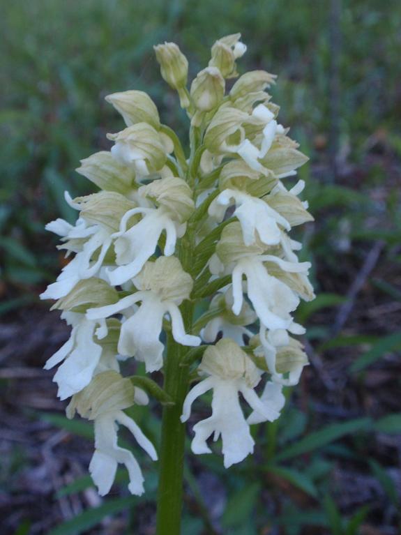 Prima Orchis purpurea in Piemonte